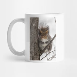 Large Grey Squirrel in a tree Mug